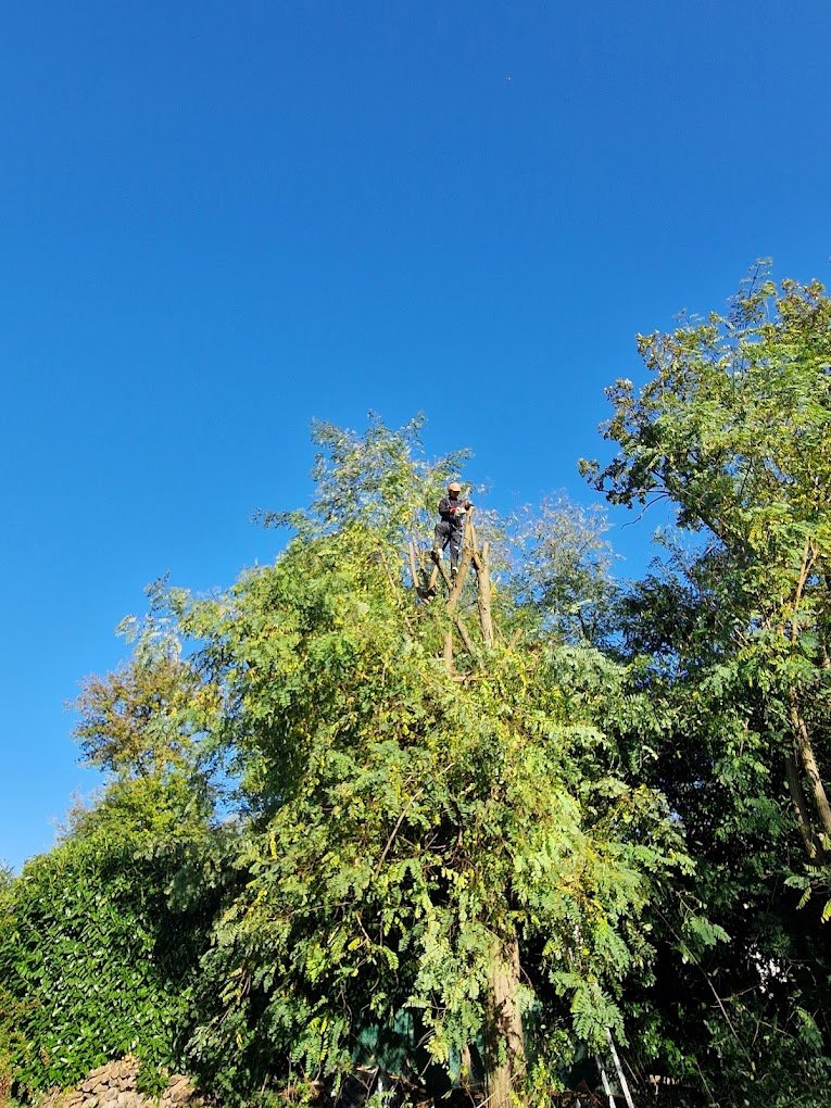 élagage d'arbres - Photo 2