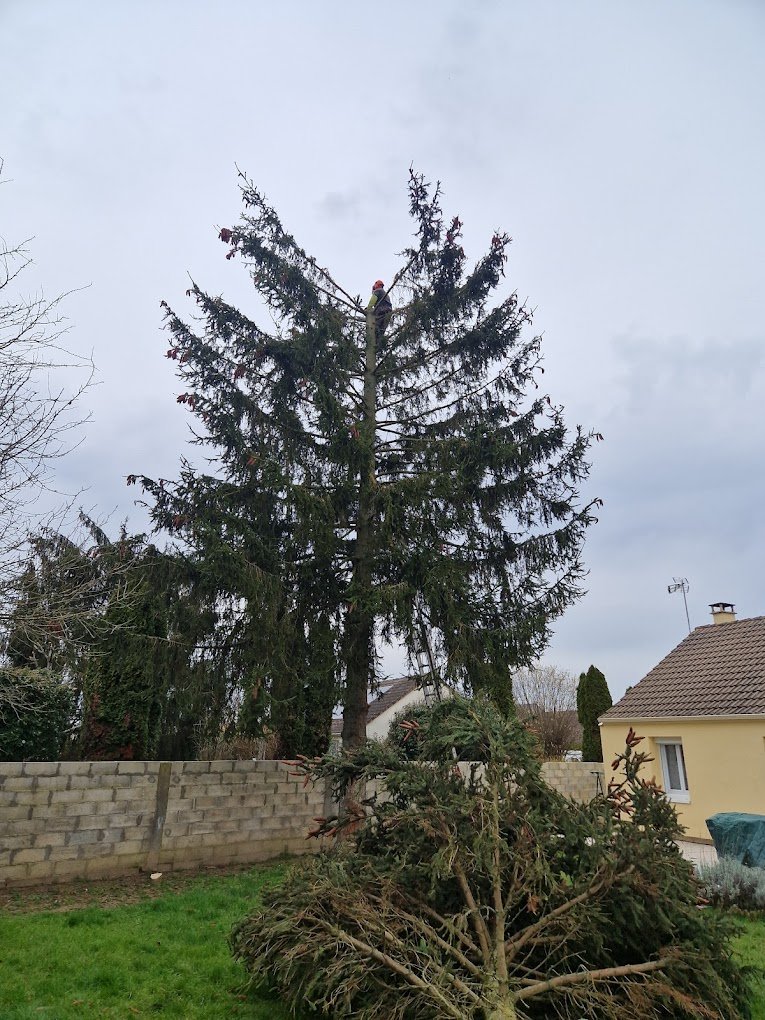 élagage d'arbres - Photo 3