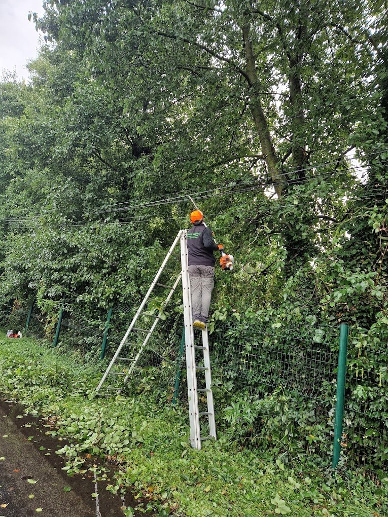 Travaux divers d'élagage & abattage