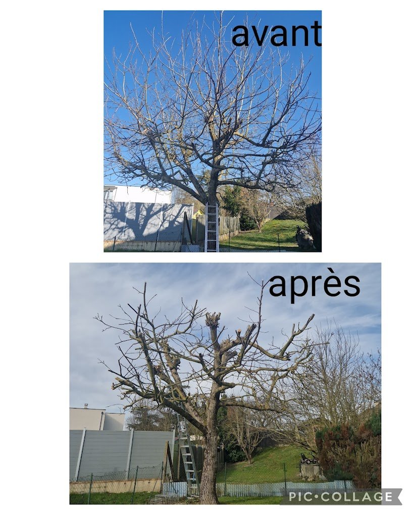 Travaux divers d'élagage & abattage - Photo 11